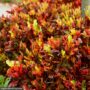 Croton – Mamey – 10″